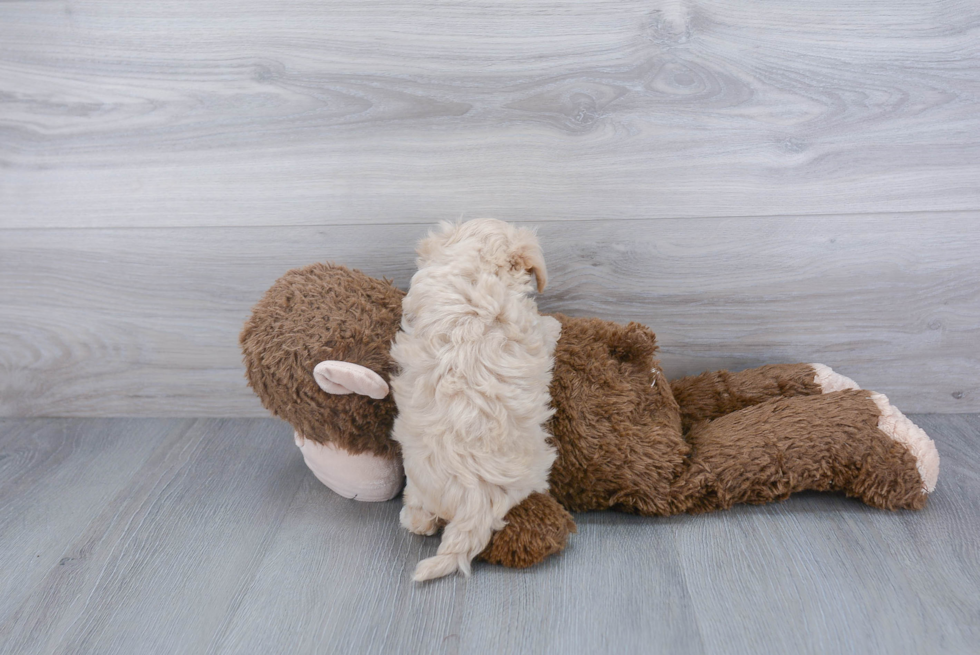 Maltipoo Pup Being Cute