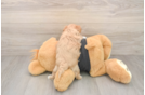 Best Maltipoo Baby