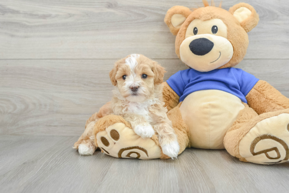 Playful Maltese Poodle Poodle Mix Puppy