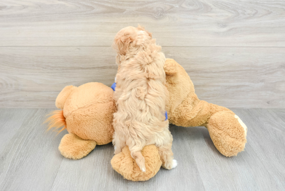 Smart Maltipoo Poodle Mix Pup