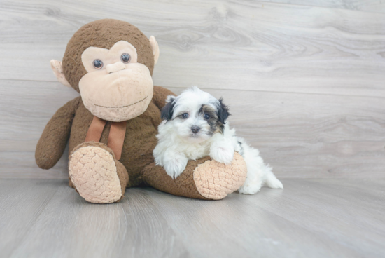 Popular Maltipoo Poodle Mix Pup