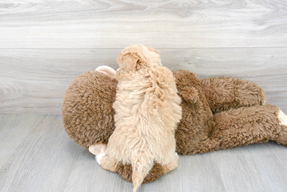 Adorable Maltepoo Poodle Mix Puppy