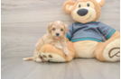 Best Maltipoo Baby