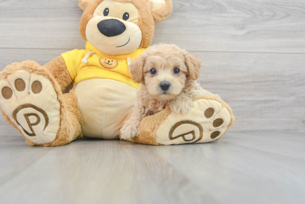 Popular Maltipoo Poodle Mix Pup