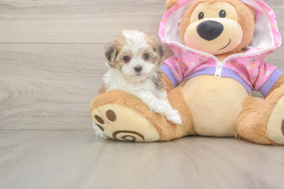 Funny Maltipoo Poodle Mix Pup