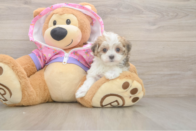 Maltipoo Puppy for Adoption
