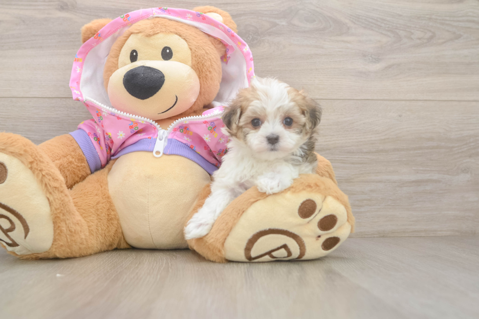 Maltipoo Puppy for Adoption