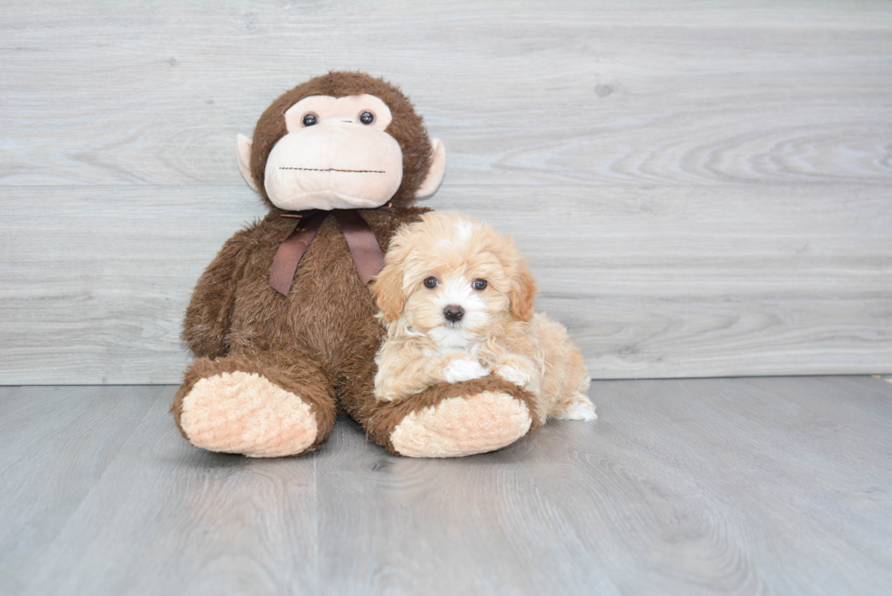 Cute Maltipoo Baby