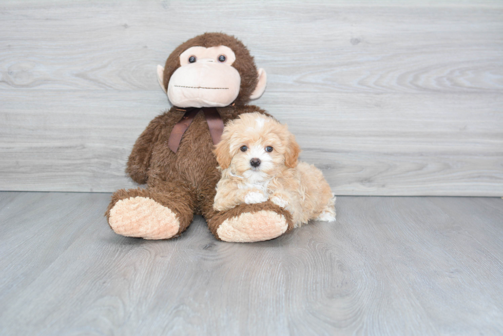 Maltipoo Pup Being Cute