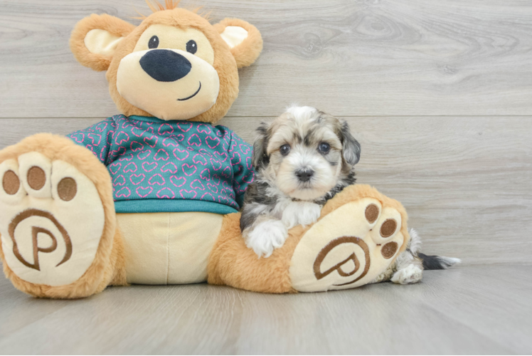 Maltipoo Pup Being Cute