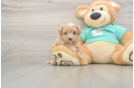 Popular Maltipoo Poodle Mix Pup