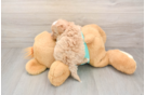 Playful Maltidoodle Poodle Mix Puppy