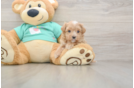 Best Maltipoo Baby