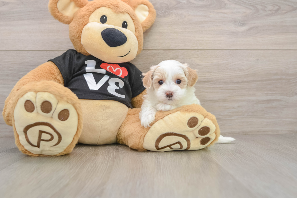 Hypoallergenic Maltepoo Poodle Mix Puppy