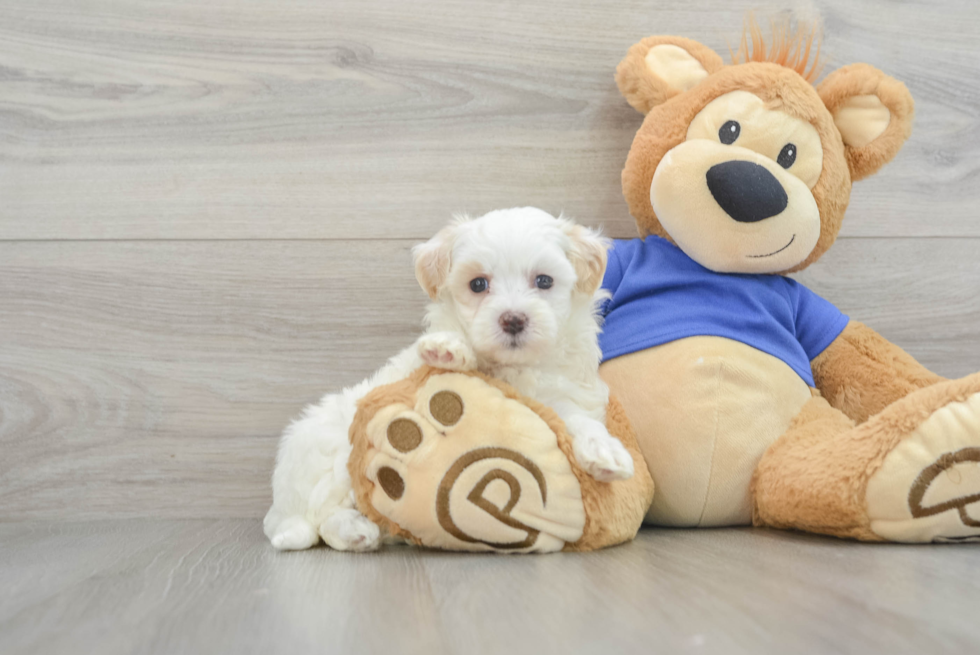 Hypoallergenic Maltese Poodle Poodle Mix Puppy