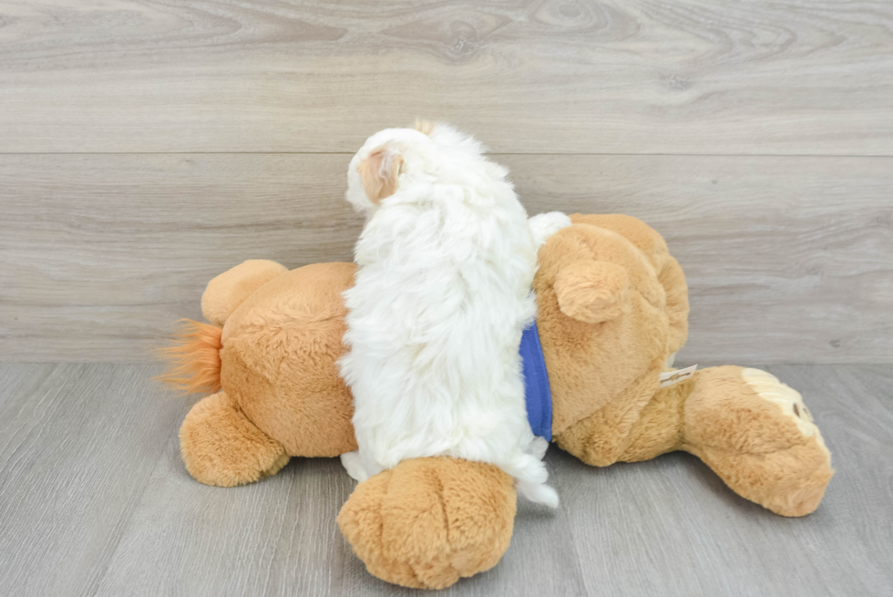 Maltipoo Pup Being Cute