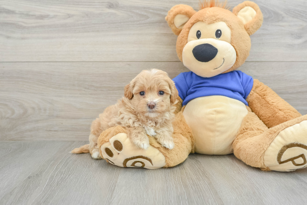 Maltipoo Puppy for Adoption