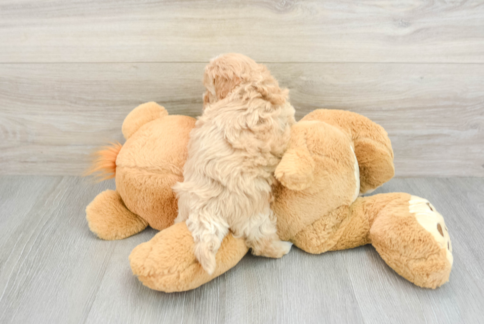 Maltipoo Pup Being Cute