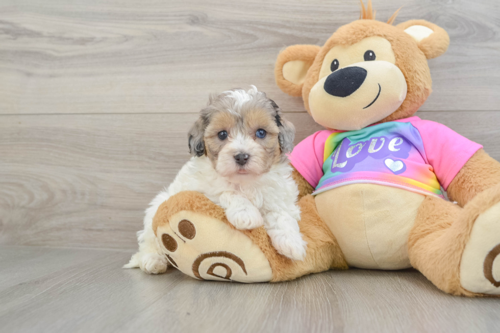Maltipoo Puppy for Adoption