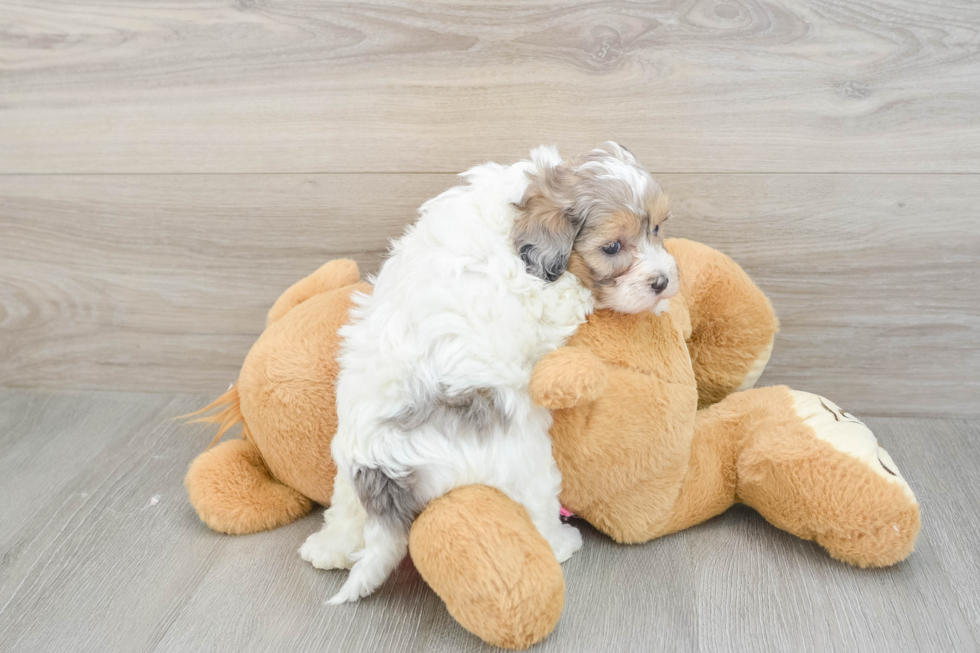 Maltipoo Puppy for Adoption