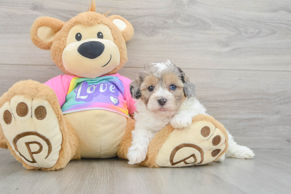 Petite Maltipoo Poodle Mix Pup