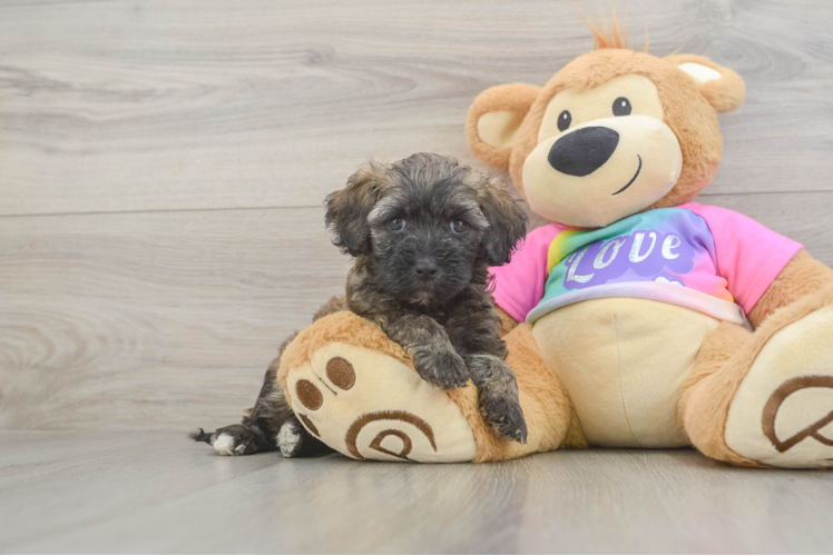 Fluffy Maltipoo Poodle Mix Pup