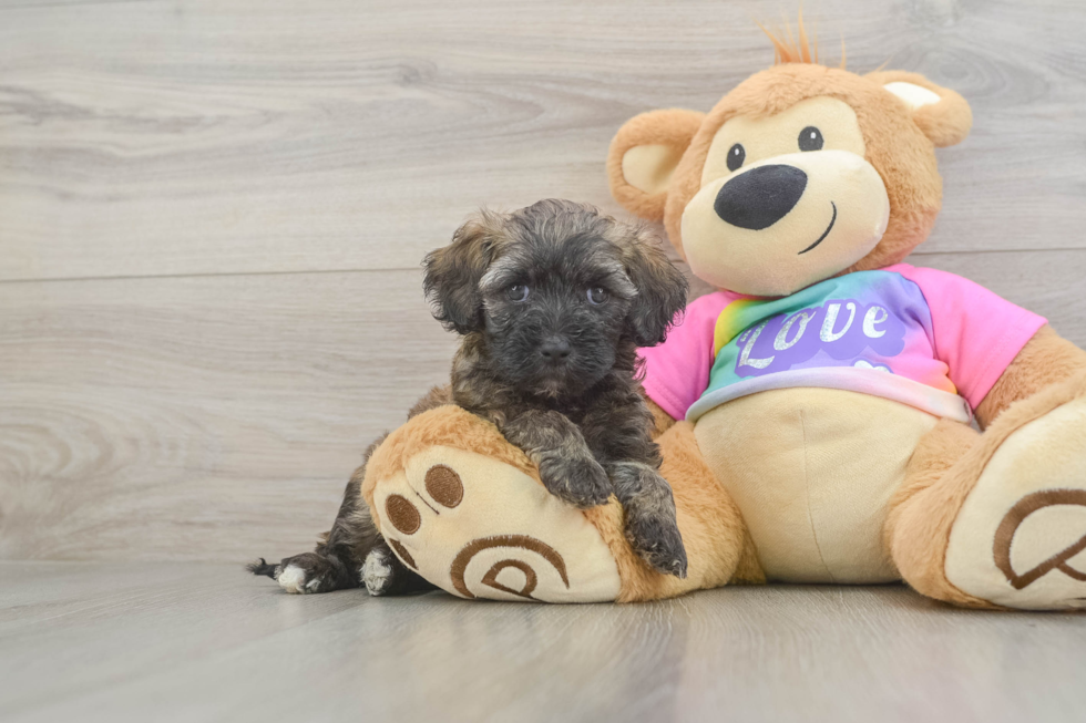 Fluffy Maltipoo Poodle Mix Pup