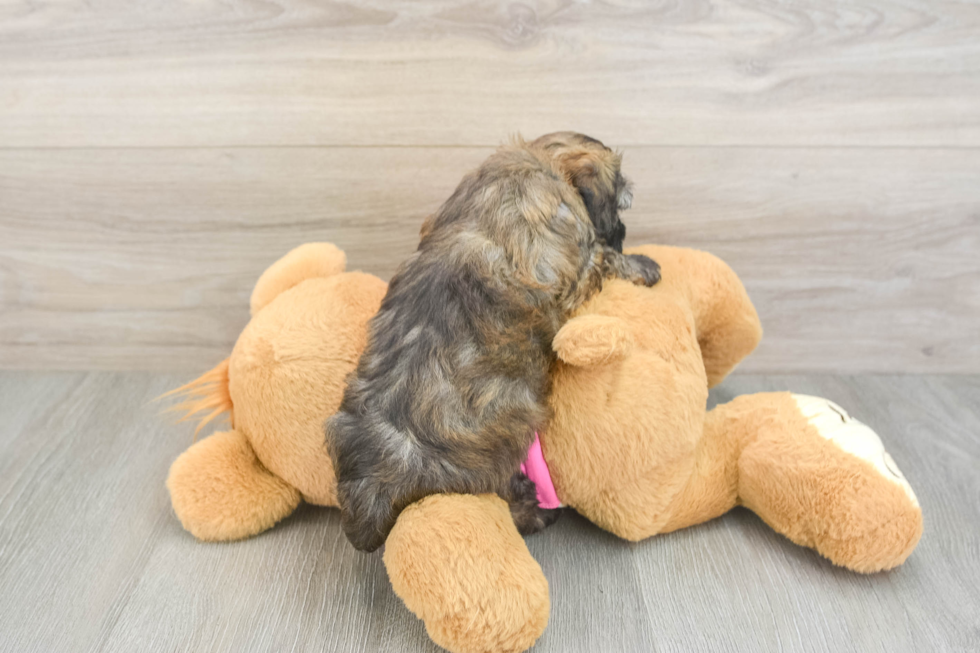 Maltipoo Puppy for Adoption