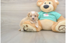 Popular Maltipoo Poodle Mix Pup