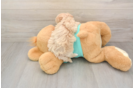 Maltipoo Puppy for Adoption