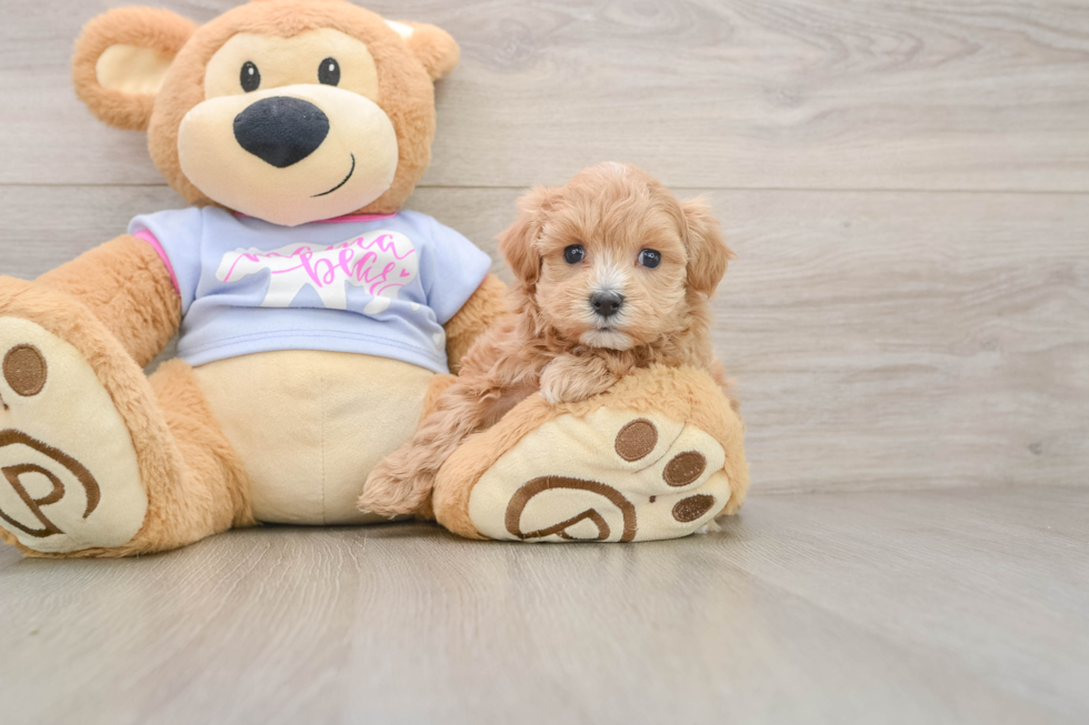 Hypoallergenic Maltepoo Poodle Mix Puppy