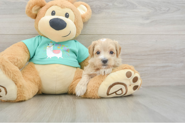 Best Maltipoo Baby