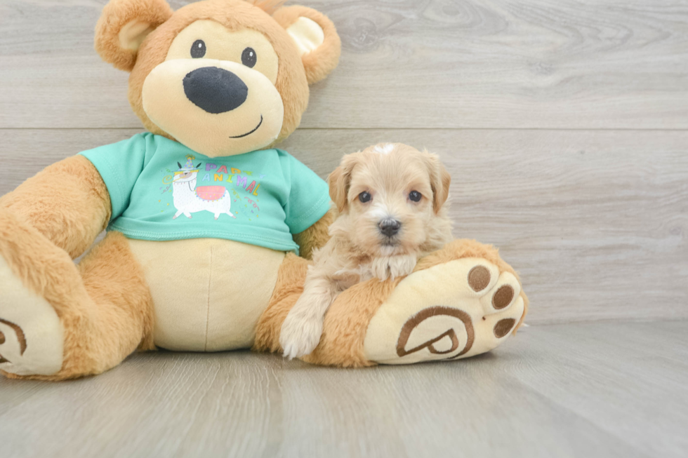 Best Maltipoo Baby