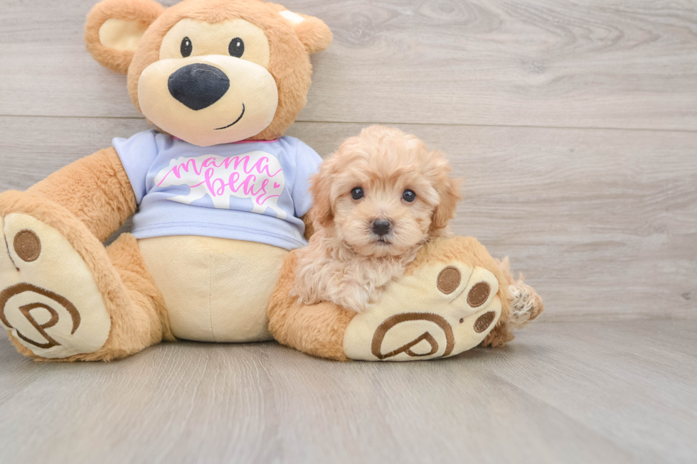 Maltipoo Puppy for Adoption