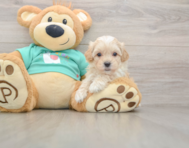 8 week old Maltipoo Puppy For Sale - Premier Pups