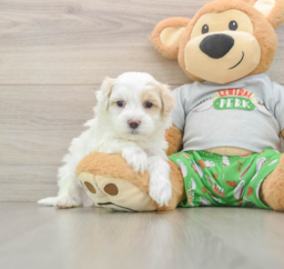 8 week old Maltipoo Puppy For Sale - Premier Pups