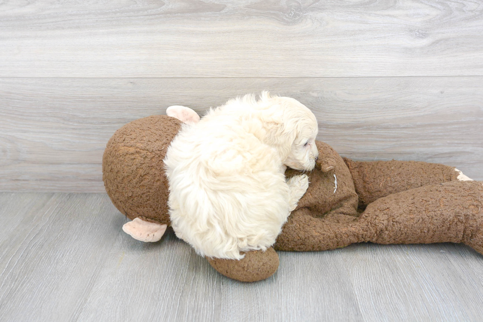 Fluffy Maltipoo Poodle Mix Pup