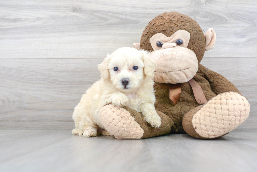Friendly Maltipoo Baby