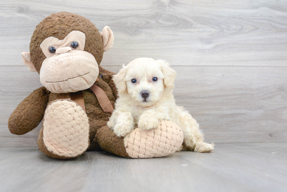 Maltipoo Pup Being Cute
