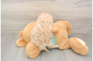 Sweet Maltipoo Baby