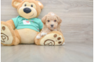 Best Maltipoo Baby