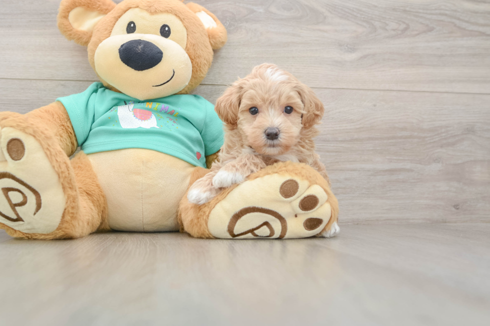 Best Maltipoo Baby