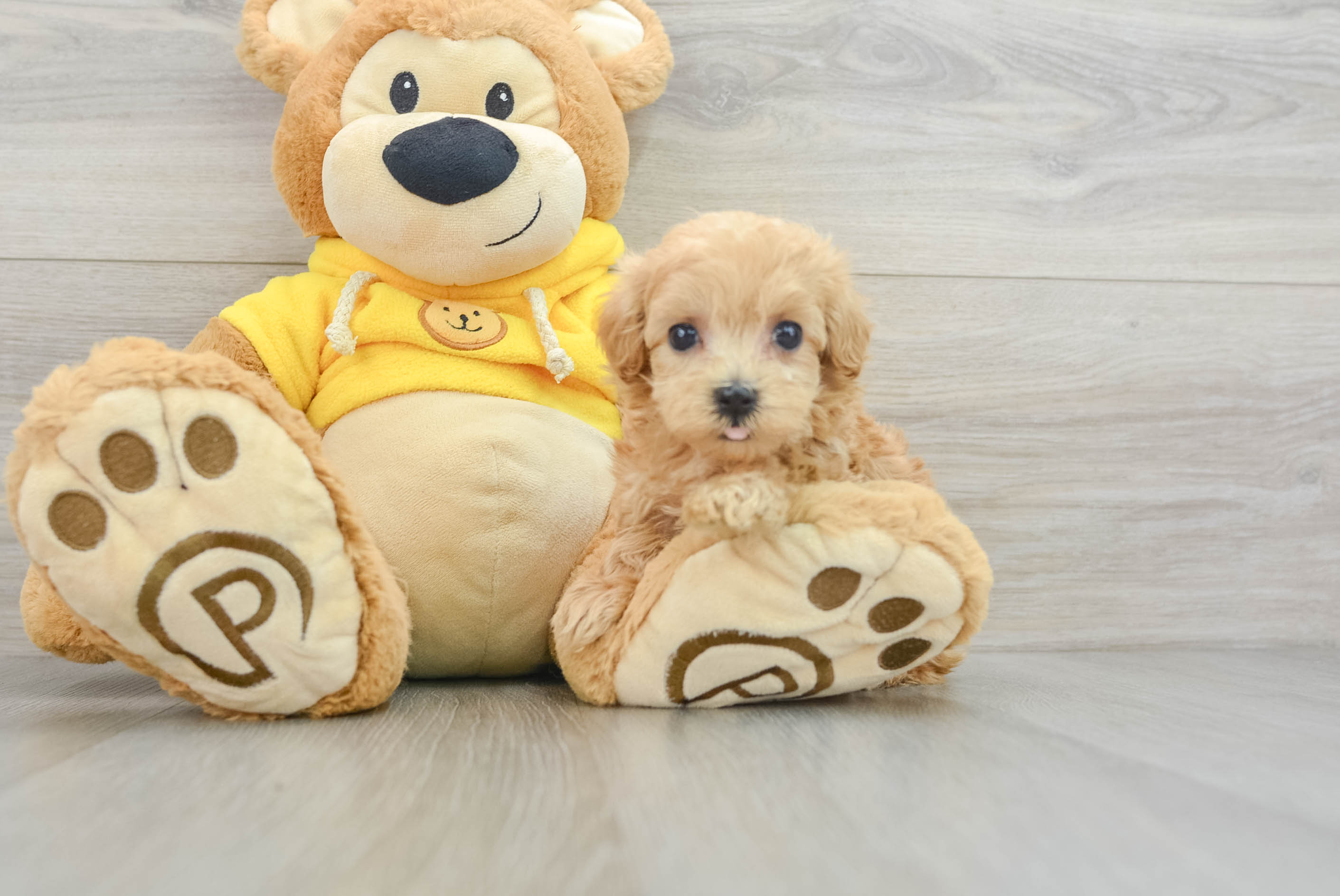 Happy Maltipoo Baby