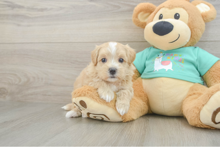 Energetic Malt Oodle Poodle Mix Puppy