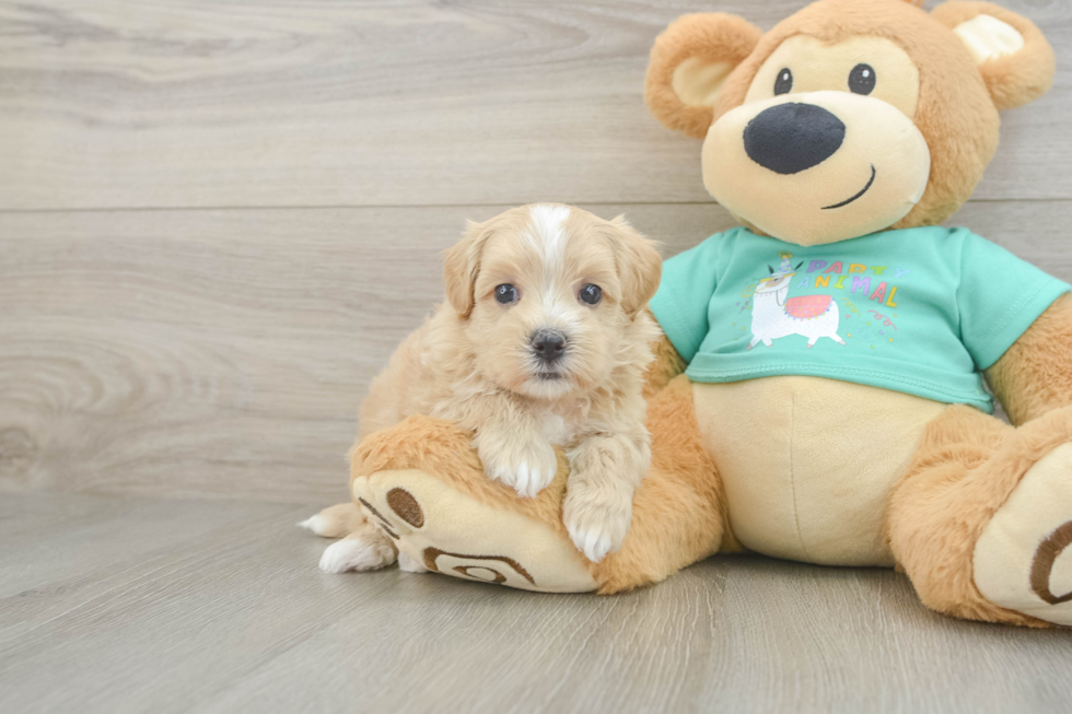 Energetic Malt Oodle Poodle Mix Puppy