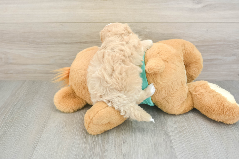 Little Maltese Poodle Poodle Mix Puppy