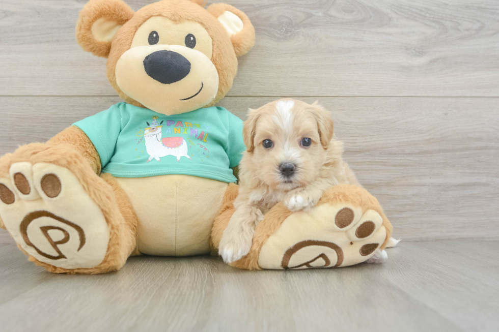 Petite Maltipoo Poodle Mix Pup