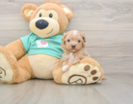 8 week old Maltipoo Puppy For Sale - Premier Pups
