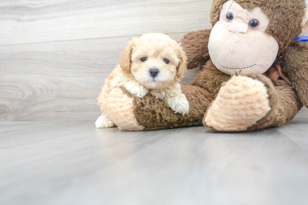 Maltipoo Pup Being Cute