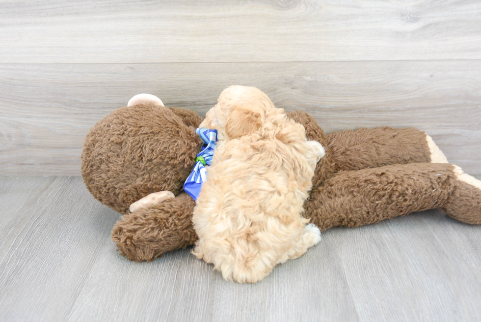 Hypoallergenic Maltese Poodle Poodle Mix Puppy